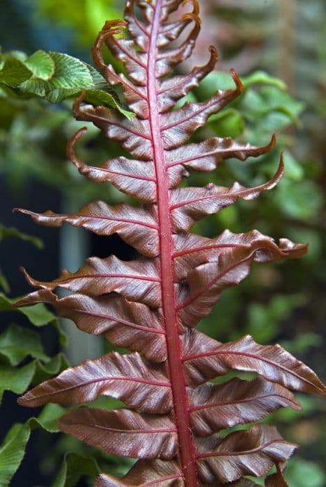 dwarf Brazilian tree fern 'Volcano'