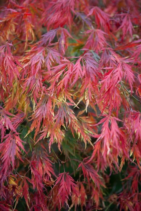 Japanese maple 'Dissectum'