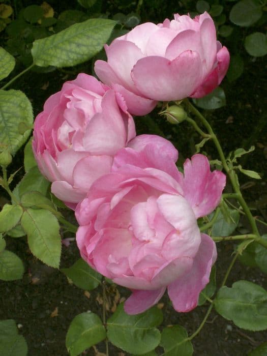 Rose [The Alnwick Rose]