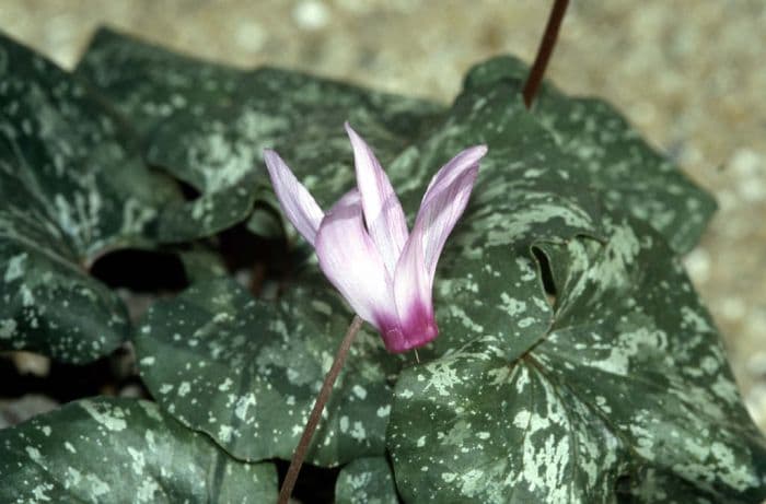 Peloponnesian cyclamen