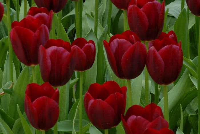 tulip 'National Velvet'