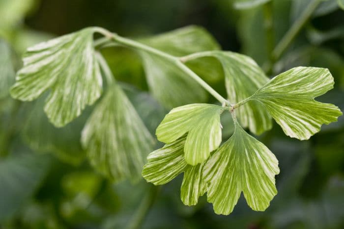 maidenhair tree 'Beijing Gold'