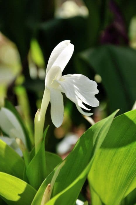 White-flowered Hume roscoea