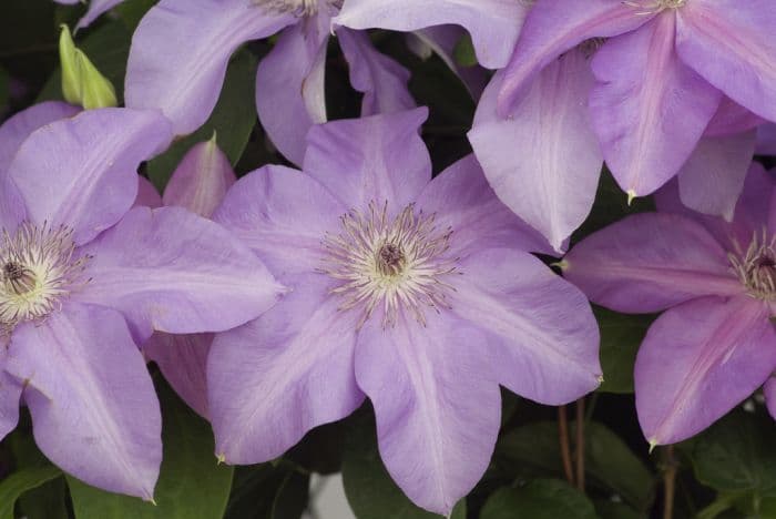 clematis [Shimmer]