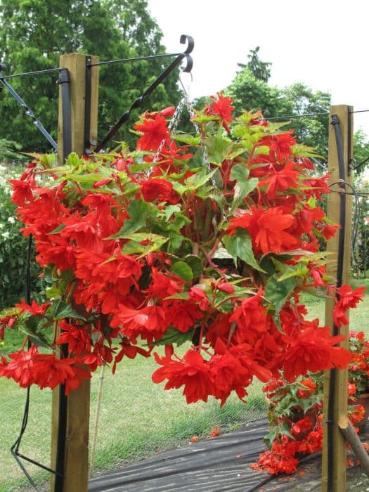 begonia 'Carol Red'