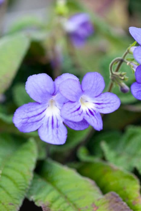 Cape primrose 'Lucy'