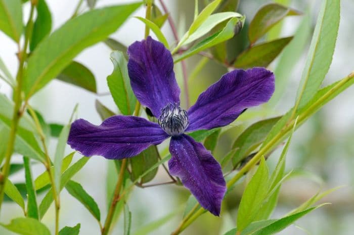 clematis 'Aphrodite'