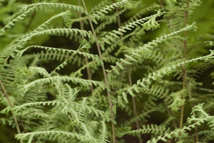 lady fern 'Ocean's Fury'