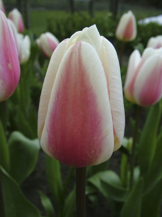 Tulip 'Beau Monde'