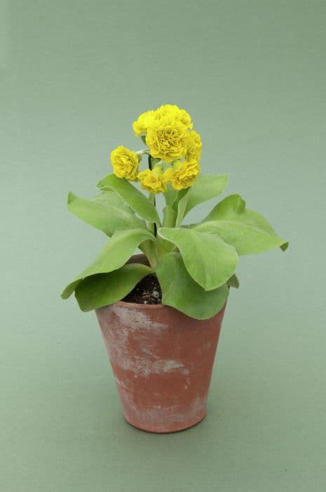 auricula 'Citron-Ella'