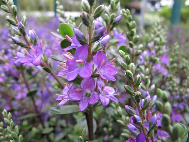 Hebe [Garden Beauty Purple]