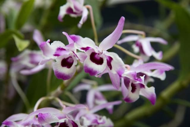 Rock orchid 'Cooksonianum'