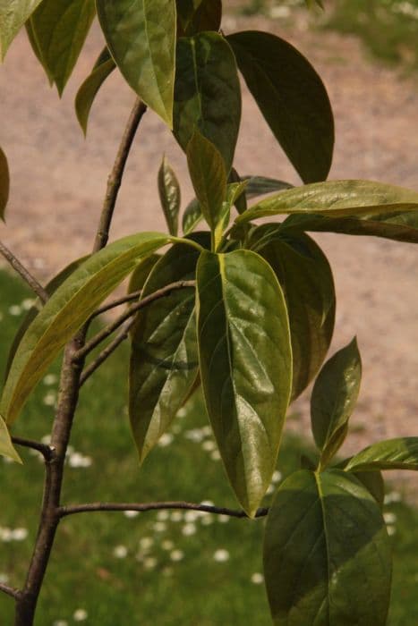 Chinese tupelo 'Jim Russell'