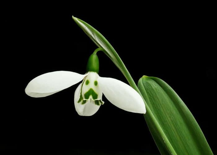 greater snowdrop 'Grumpy'