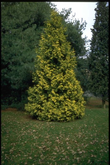 western red cedar 'Irish Gold'