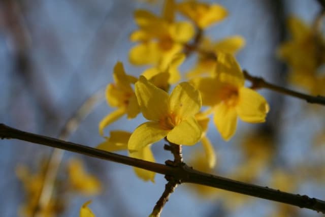 Weeping forsythia