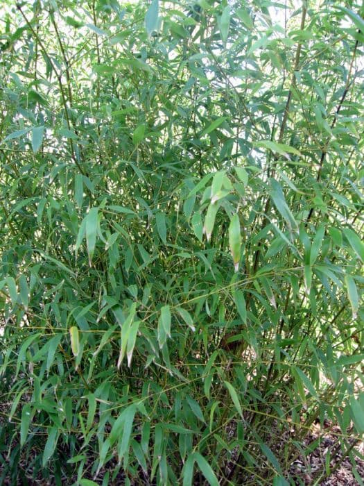 Sinuate bamboo