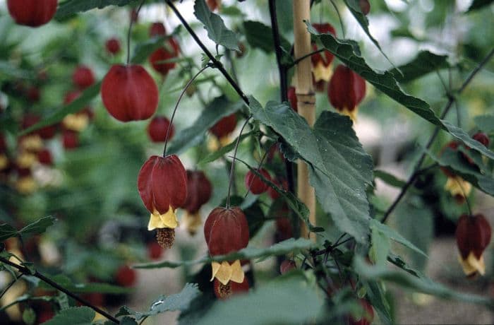 trailing abutilon