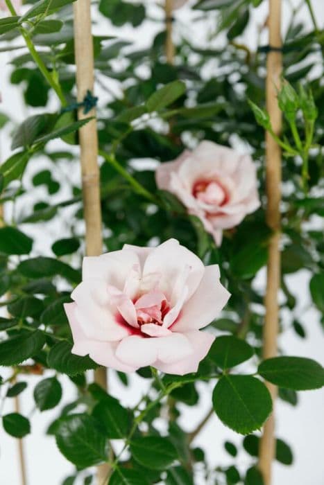 rose [Chawton Cottage]