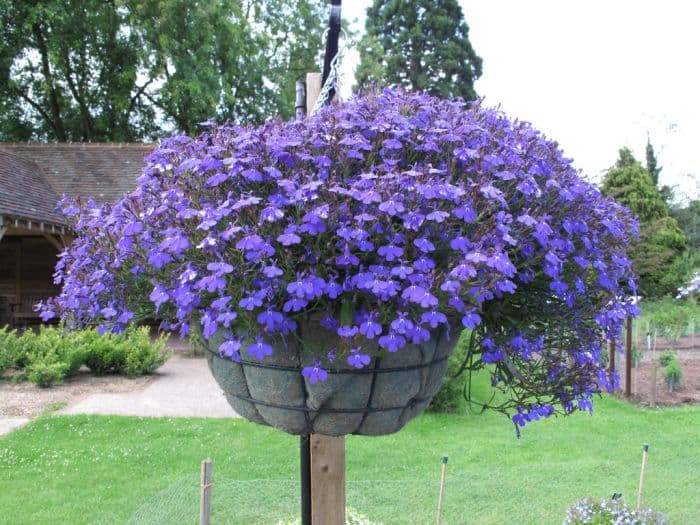 trailing lobelia [Waterfall Blue]