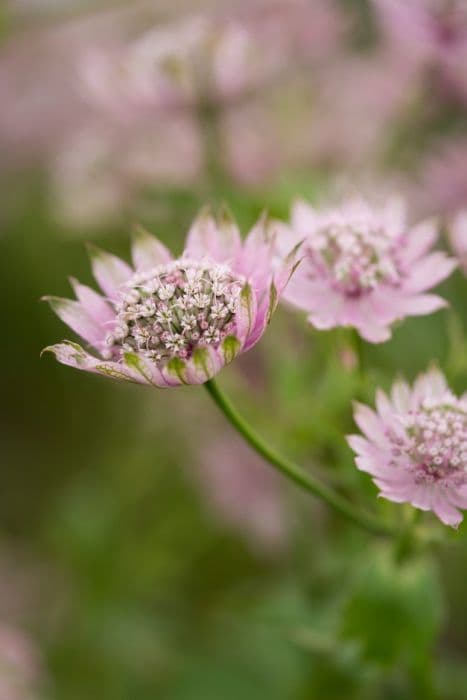 masterwort 'Pink Sensation'