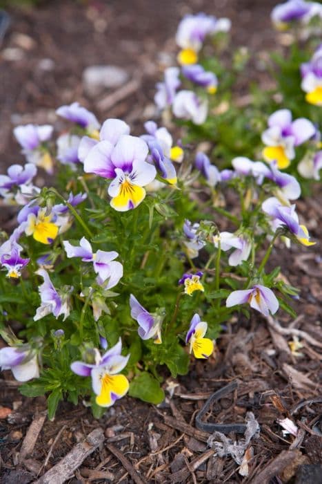 viola 'Floral Power'