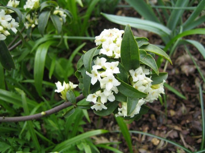 daphne 'Fragrant Cloud'