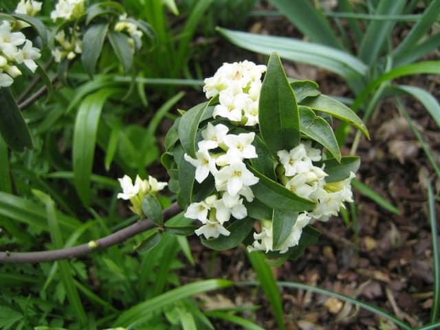 Daphne 'Fragrant Cloud'