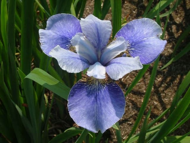 Siberian iris 'Bournemouth Beauty'