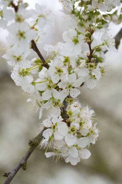 cherry plum 'Gypsy'