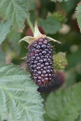 blackberry 'Black Butte'