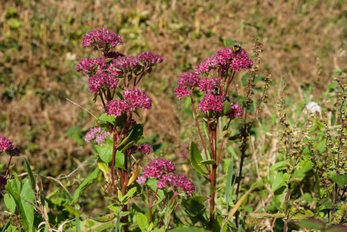 orpine