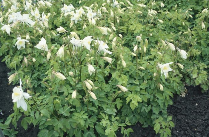 columbine 'Alaska'