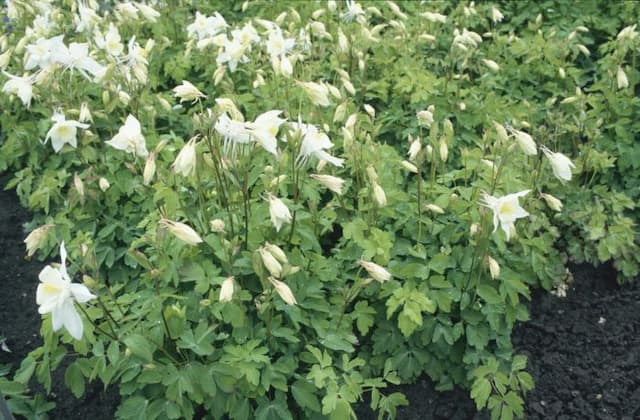 Columbine 'Alaska'