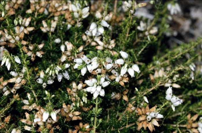 bell heather 'Alba Minor'