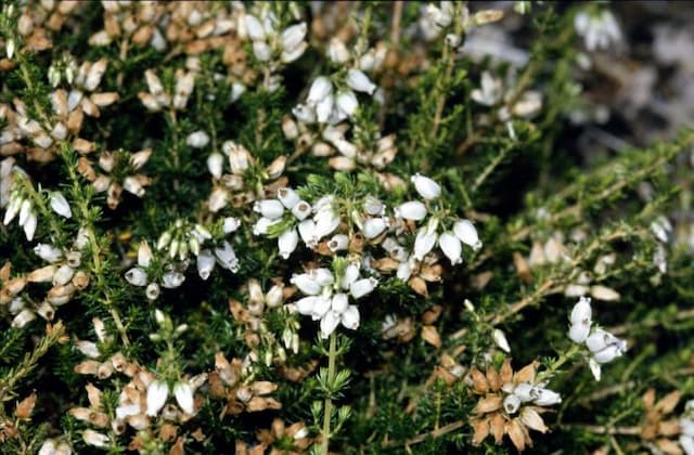 Bell heather 'Alba Minor'