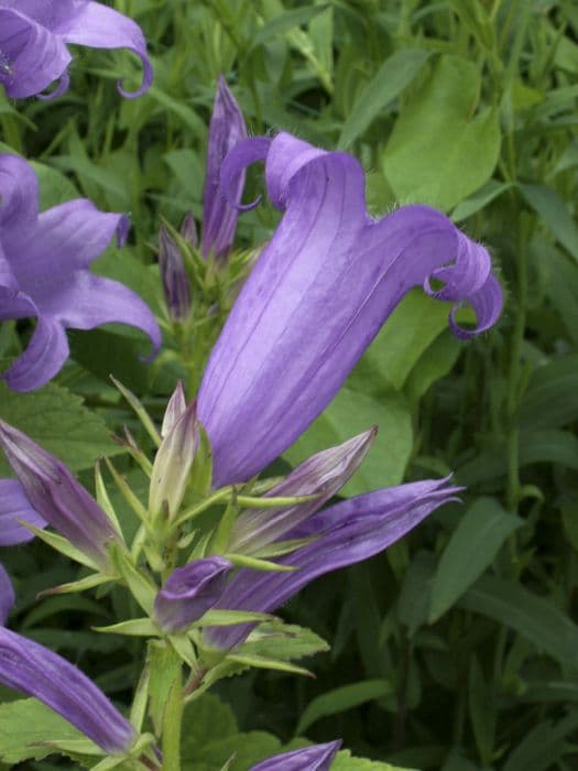 giant bellflower 'Brantwood'