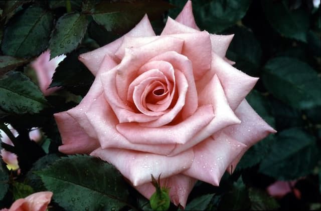 Rose [Abbeyfield Rose]