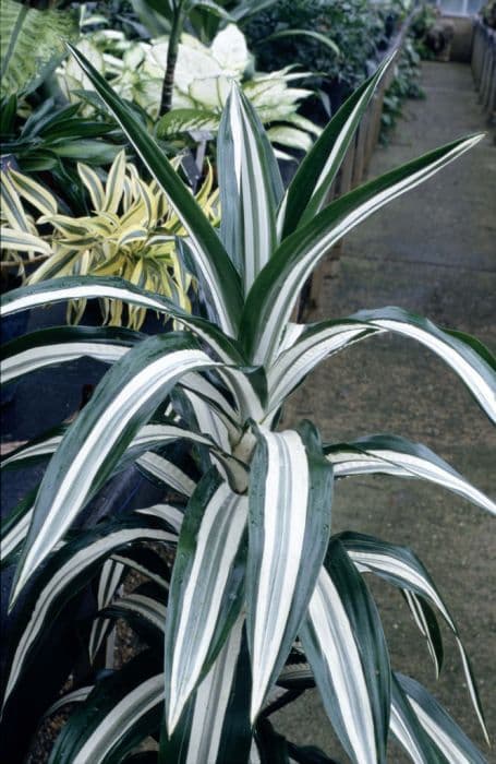 striped dracaena