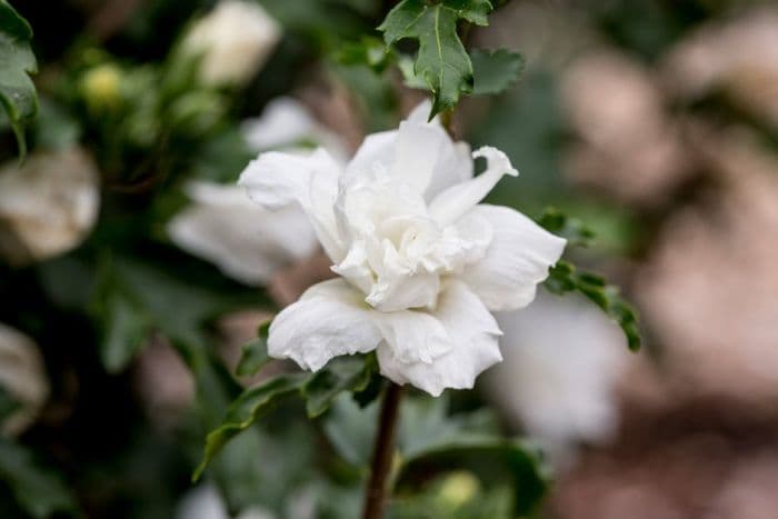 rose of Sharon 'Jeanne d'Arc'