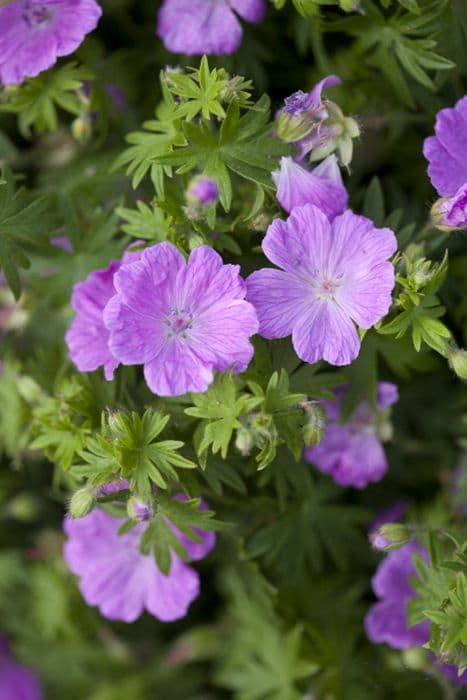 carpet cranesbill