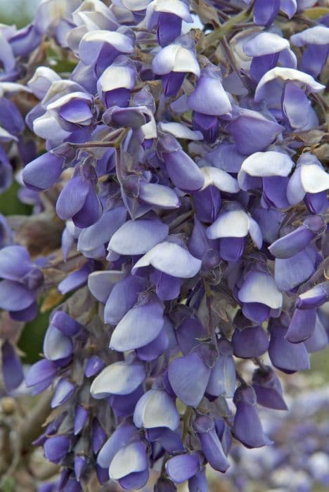 silky wisteria 'Okayama'