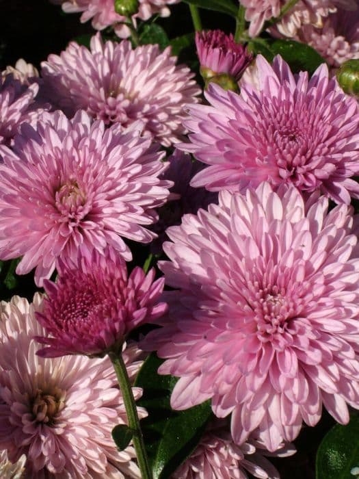 chrysanthemum 'Grandchild'