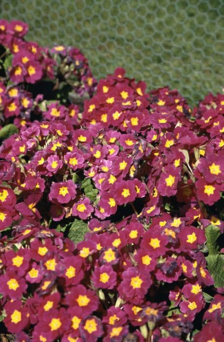 polyanthus 'Crescendo Pink and Rose Shades'