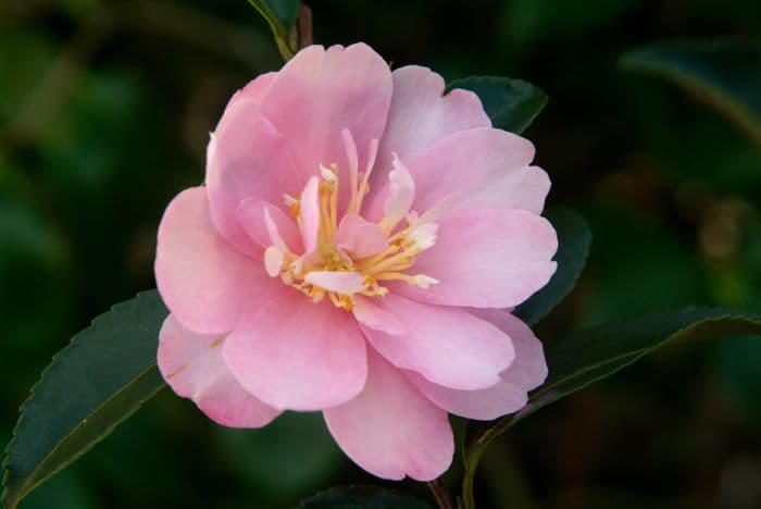 camellia 'Mignonne'