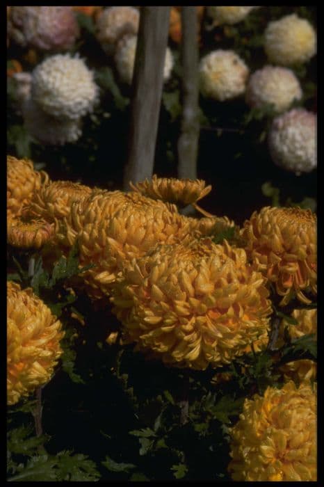 chrysanthemum 'Nora Brook'