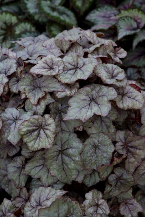 begonia 'Dewdrop'