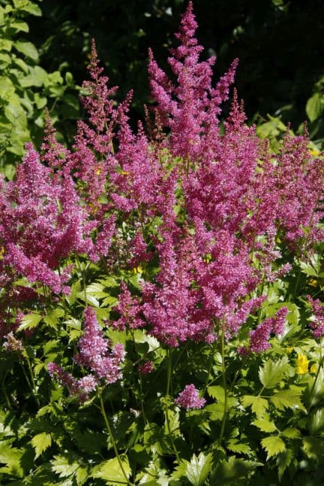 astilbe 'Mainz'