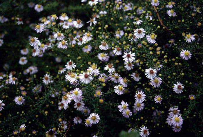 aster 'Ringdove'