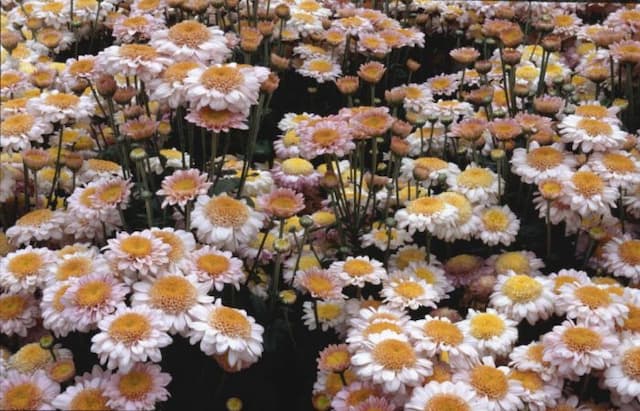 Chrysanthemum 'Pennine Marie'